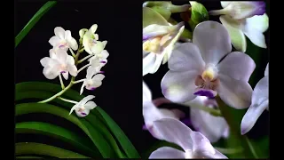 VASCOSTYLIS VIBOON VELVET - описание и основы ухода