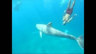 Nager avec des dauphins en Guadeloupe