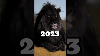 2023 black lion and 5000 bce black lion#lion#viral#shorts.