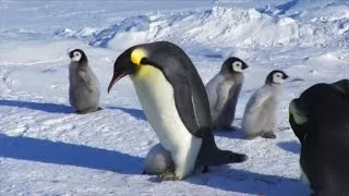 Cute Penguin Chick Refuses to Leave Dad's Pouch Even Though He's Too Big