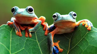 Frog Sounds Relaxing Music Therapy ASMR | Love Nature