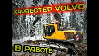 Харвестер VOLVO в РАБОТЕ