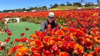 The Flower Fields @ Carlsbad Ranch San Diego California