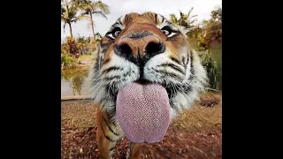 Tiger's tongue can remove a paint from wall | Animal Facts