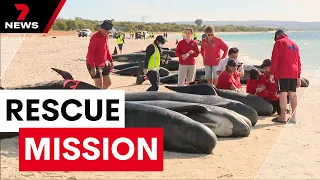 Mission to save more than 100 whales off the West Coast | 7 News Australia