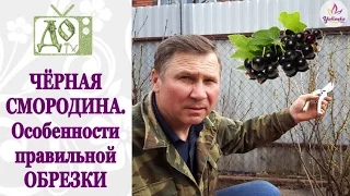 ПРАВИЛЬНАЯ обрезка ЧЁРНОЙ СМОРОДИНЫ - залог БОЛЬШОГО УРОЖАЯ!