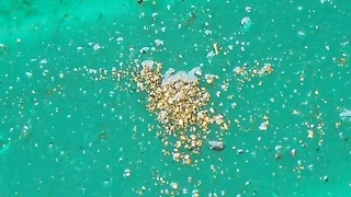 Crushing gold ore from the Jessie mine.