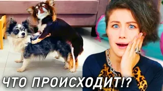 Юми оказалась мальчиком😰?! Что с ней не так🔮?(фан Ани Меджик)