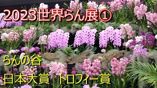 ２０２３世界らん展①　Orchid exhibition　らんの谷　日本大賞　トロフィー賞