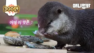 Baby Otter’s Reaction Tasting Abalone For The First Time Lol