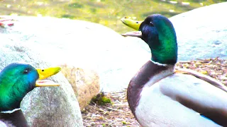 Mallard Ducks QUACKING ANGRY Get into Argument