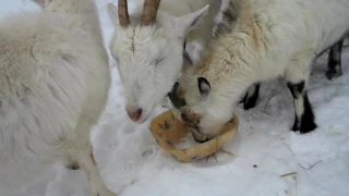 Зачем козам соль? Нужно ли козам давать соль?