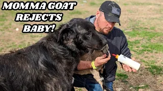 THIS IS THE LAST THING WE WANTED -  NANNY GOAT REJECTS BABY KID