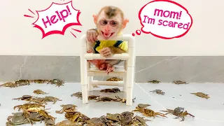 Monkey Puka looks funny when scared of crabs