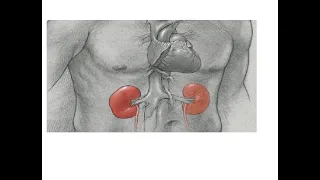 Lesão Renal Aguda