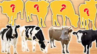 CUTE ANIMALS Cow Funny Puzzle Videos |New Funny Cow Puzzle Videos #cute #cow
