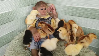 Monkey Cutis 🙈and Baby Goat🐐 chick 🐔 Videos Compilation!