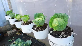 Amazing with hanging cabbage growing method - Growing cabbage from seeds