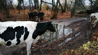 ДОИЛА ВСЕГО 4 КОРОВЫ,ВРОДЕ И НЕ РАБОТАЛА!НОВОСТИ:СУБСИДИИ,ЛПХ,ПОДДЕРЖКА,ЛЕГАЛИЗАЦИЯ-ОБО ВСЕМ ЧЕСТНО!