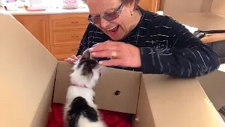 Grandma Reactions To Kitten Surprise On Christmas Compilation 2023 🎄