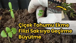 Çiçek Tohumu Nasıl Ekilir? Filizi Saksıya Aktarma Nasıl Yapılır? Çiçek Yetiştirme