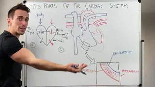 Parts of the Cardiac System (Heart Anatomy)