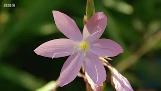 Gardeners World 2020 S53E32