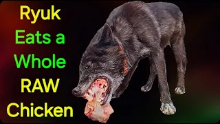 Ryuk Eats a Whole RAW Chicken