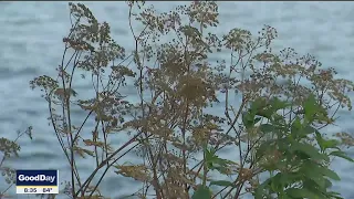 Deadly plant found growing near White Rock Lake