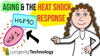 Aging and activating the heat shock response.