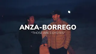 Surrounded by Coyotes in Anza-Borrego Desert State Park