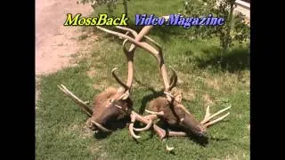 Two Bull Elk With Locked Antlers - MossBack