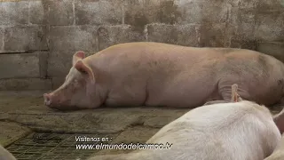 Buenas Prácticas Porcícolas -  Porcícola El Ruby - Campo - El Mundo del Campo