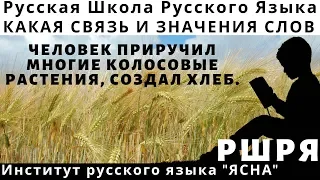 ЧЕЛОВЕК ПРИРУЧИЛ МНОГИЕ КОЛОСОВЫЕ РАСТЕНИЯ, СОЗДАЛ ХЛЕБ. ВЫРАЩИВАНИЕ ХЛЕБНЫХ ЗЛАКОВ -ЭТО ЦИВИЛИЗАЦИЯ