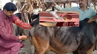 Artificial insemination in cow 🐄 cow Me Ai ke kya fawaad hen