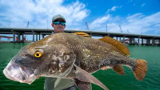 GIANT Worm Infested Fish! Catch Clean Cook! (Black Drum)