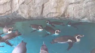 長崎ペンギン水族館のペンギン(Nagasaki Penguin Aquarium)
