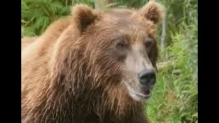 This Grizzly Buried Field Johnson, TWICE!