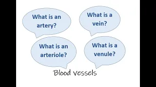 Arteries, veins, capillaries; arterioles and venules - the differences