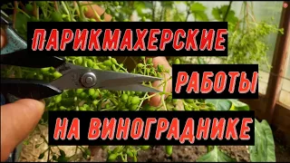 Парикмахерские работы на винограднике