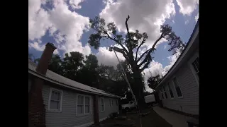 Very Large Oak Removal