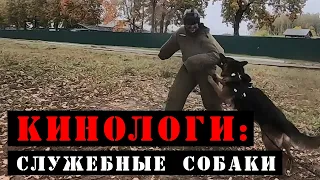 Как служат военные кинологи? Секреты дрессировки служебных собак.