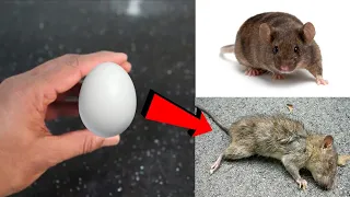 MAGIC EGG || How To Kill Rats Within 10 minutes || Home Remedy || Magic Ingredient | Mr. Maker