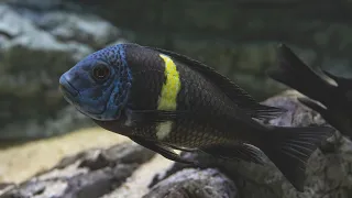 Let's Look at All My Lake Tanganyikan Cichlids