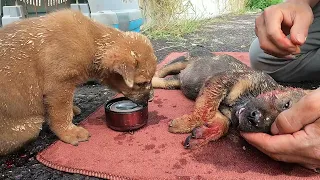 Little dog begs for help from stranger to save friend from traffic accident.