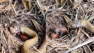 Mother familiar chat bird attacked the snake when the snake attacked the babies @birdswithme107