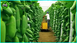 The Most Modern Agriculture Machines That Are At Another Level , How To Harvest Cucumbers In Farm ▶2