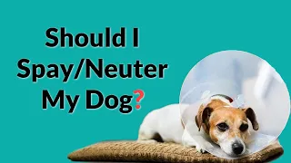 Spaying and Neutering Dogs 101: Everything You Need to Know!