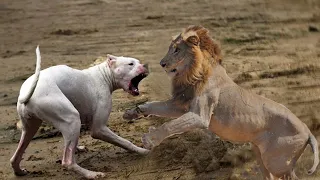 Dogo Argentino VS Lion - Lion VS Dogo Argentino - Blonde Lion