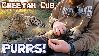 Abi The Cheetah Lets Me Visit Her Cubs | Listen To Baby Cub Purr Play Nurse  | The Cheetah Whisperer